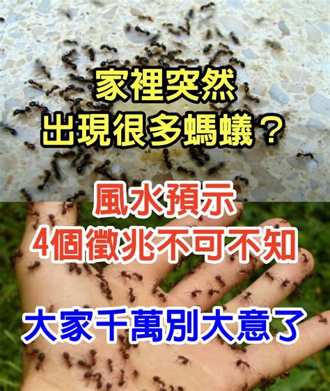 家裡有螞蟻 風水|【家中有螞蟻風水】家中有螞蟻風水！4個吉凶徵兆不可不知，點。